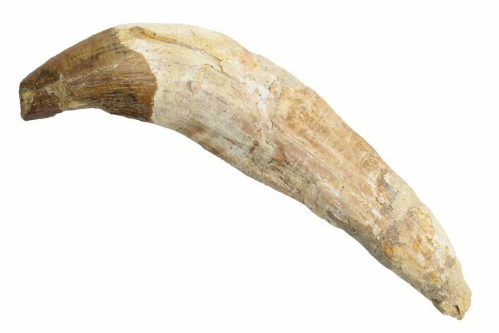 Fossil Primitive Whale (Pappocetus) Incisor Tooth - Morocco #225371